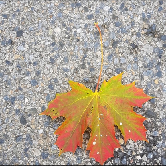 Meet your Posher, Jennifer - Picture 1 of 1